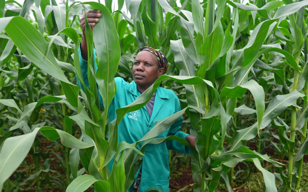 Nigeria, première récolte de maïs OGM